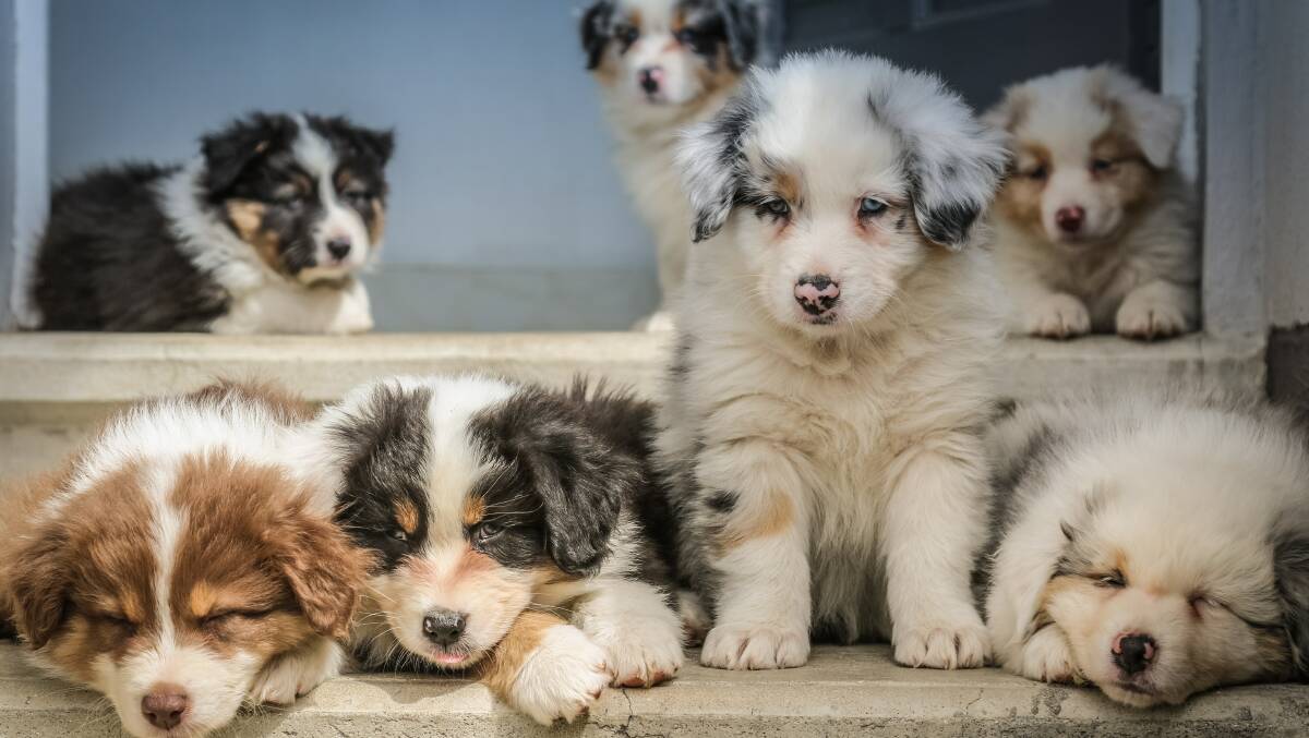 A special taskforce will target puppy farms and illegal breeding. Photo: Unsplash