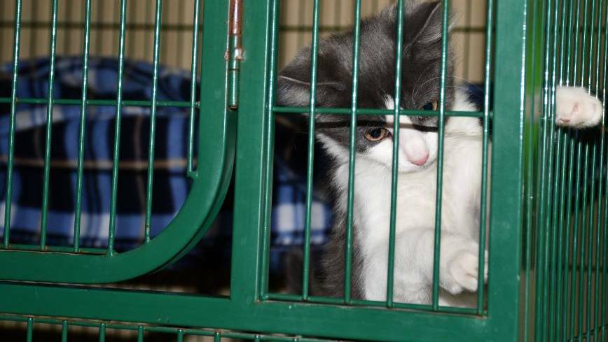Plans for dual animal shelter and SES facility fast tracked