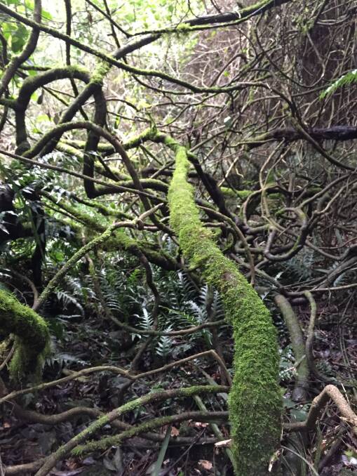 Bewitching: The Robertson rainforest is the subject of the second edition of 'A Guide to the Yarrawa Brush: Trees, Shrubs and Vines of the Robertson Rainforest Remnants'. Photo: Michelle Haines Thomas