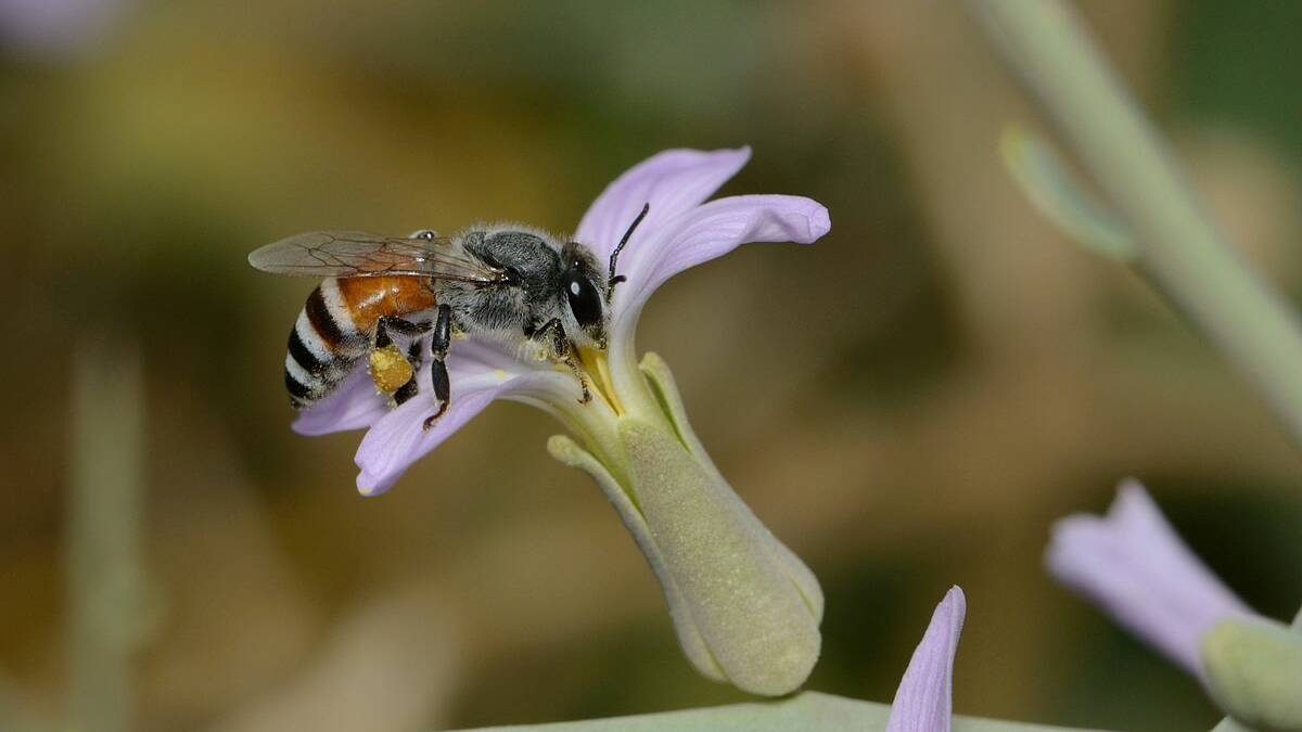 Dwarf honey bee nests. Photo: Sean Hoyland, Wikimedia via the Department of Primary Industries website. 
