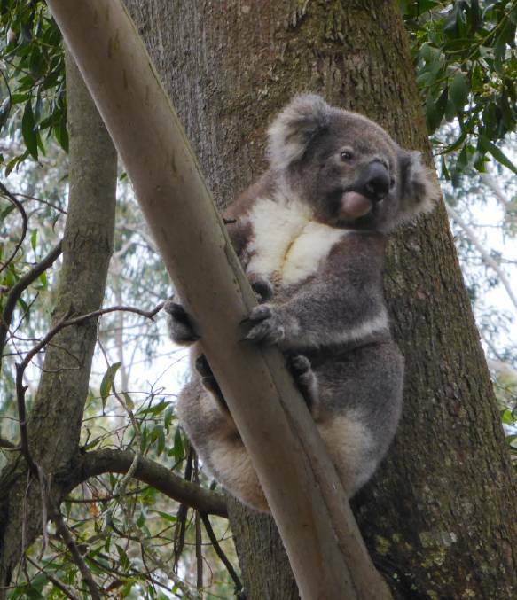 Protected: A new plan to protect koalas and conserve critical biodiversity assets in growing parts of Western Sydney has been unveiled. Photo: File