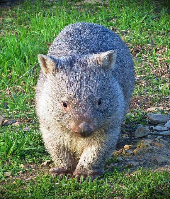 Cute and adorable: Learn about wombats at a free seminar held on May 1. Photo: file.