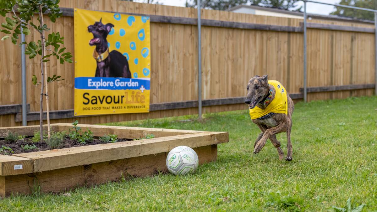 The new sensory gardens at Greysland will help greyhounds adapt to pet life. Photo: supplied. 