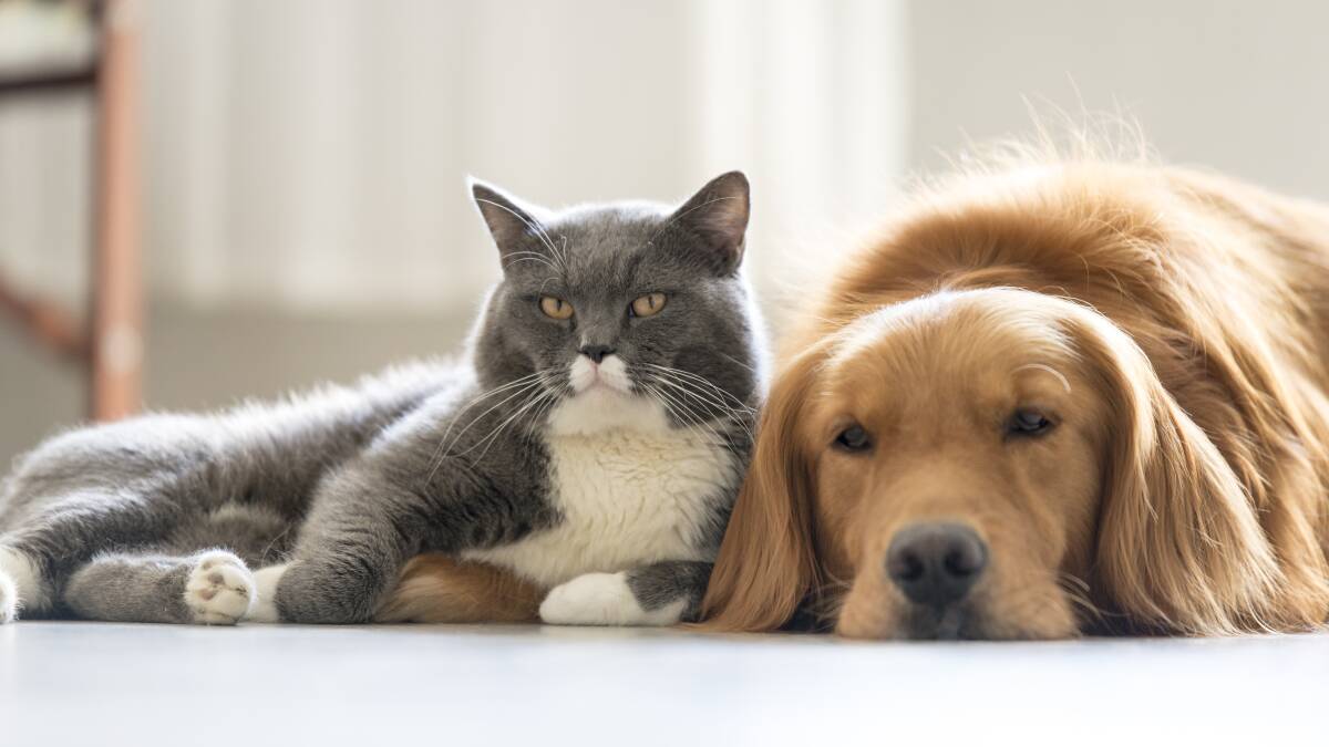 Have your say on proposed new licencing and regulation of cat and dog breeders