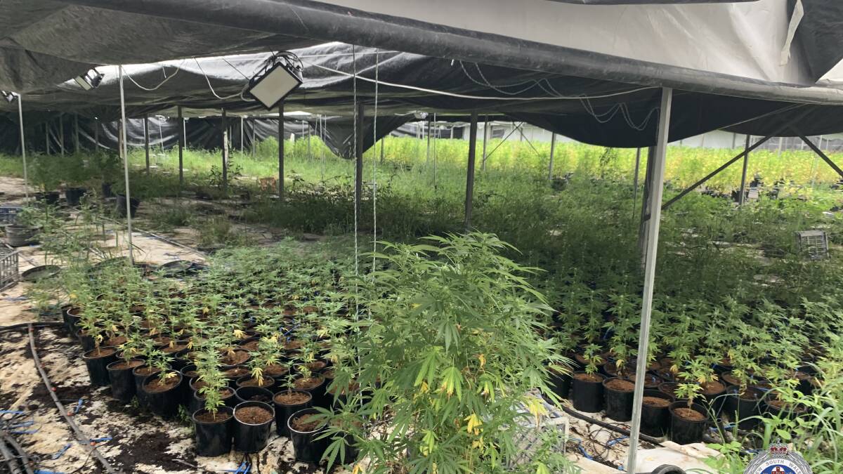 Inquiries are continuing after police uncovered a hydroponic cannabis crop worth $13 million on a property in Bargo. Photo: Camden Police