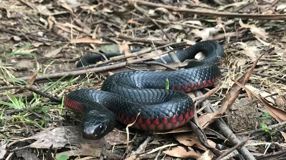 Beware: Red Belly Black are one of the more common snakes found in the Southern Highlands. Photo: supplied. 