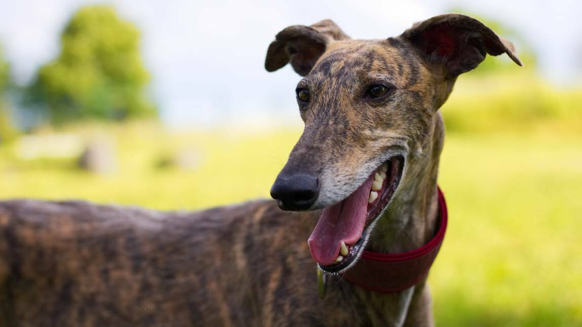 Hundreds of rescued greyhounds will move to 'Greysland' in Bargo. Photo: file. 