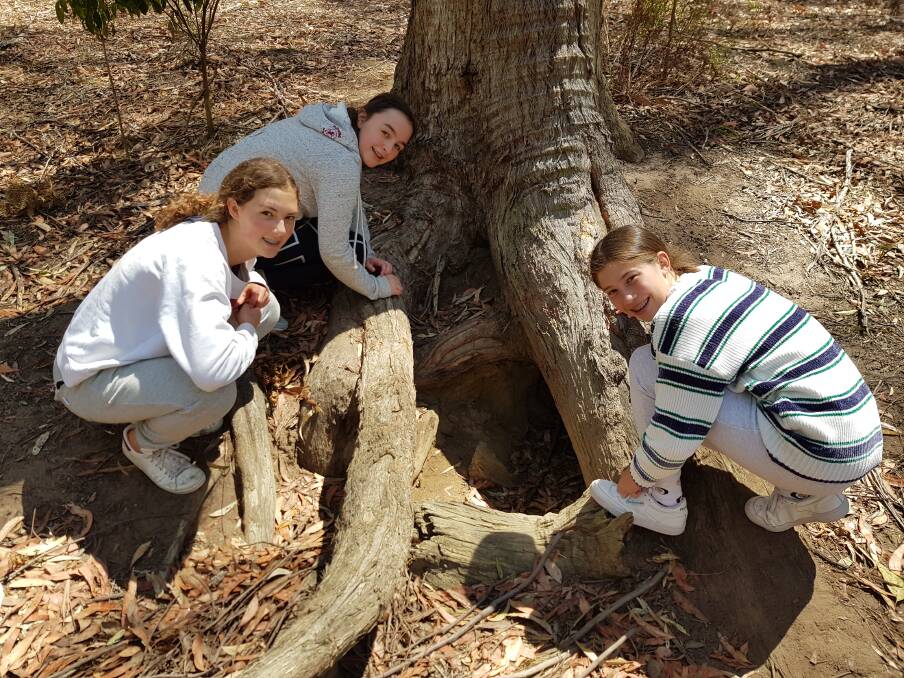 Wombat Maintenance: Frensham School year 8 students, Olivia Faulkner, Elise Davies and Pia DRozario, mapping wombat burrows for Jamieson Week. Photo: Supplied