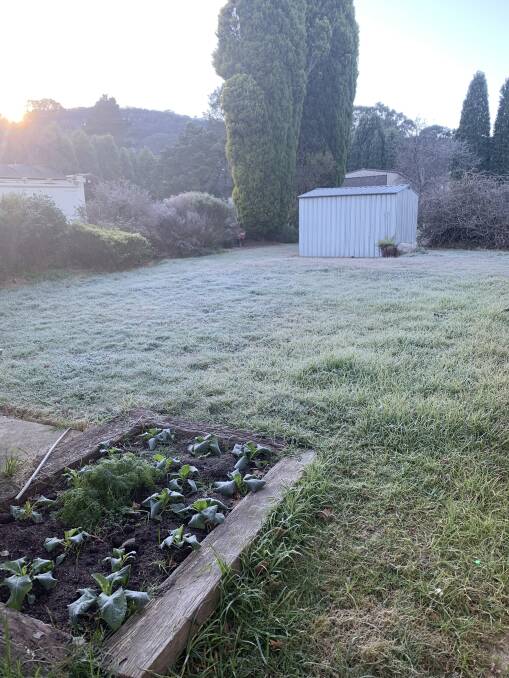 WINTER: Frost blanketed the region. Photo: Hannah Neale. 