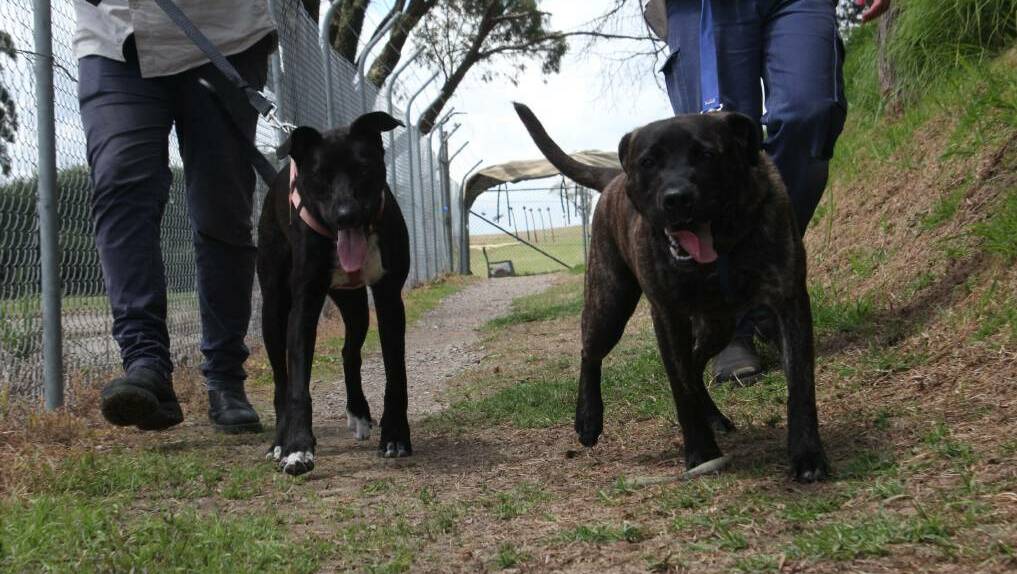 STRUT: Wingecarribee Animal Shelter is in need of lunch time volunteers. Photo: file. 
