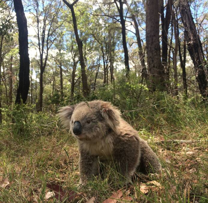 PROTECTED HABITAT: A koala in the Southern Highlands. Photo: Supplied