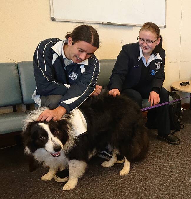 CUDDLES: Therapy dogs comforted students at Bowral High School. Photo: supplied. 