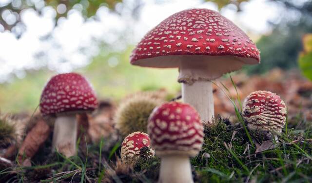 FORAY: The amanita muscaria is one of the many types of fungus to be identified in the workshop. Photo: supplied.