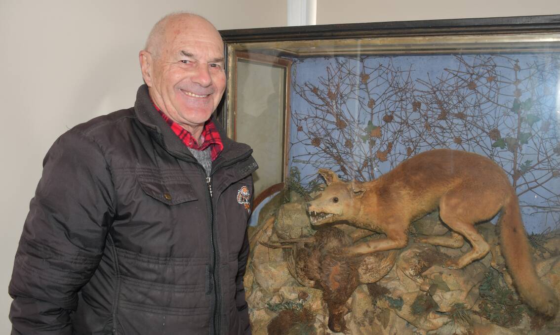 FANTASTIC MRS FOX: A 130-year-old stuffed and mounted fox has returned home to Moss Vale after disappearing in the 1990s. Photo: Hannah Neale. 