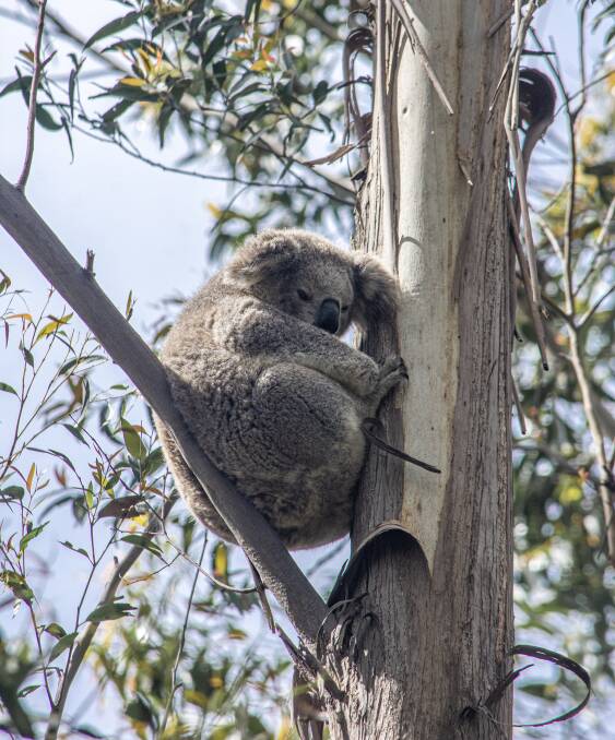 A koala at Mansfield Reserve. Photo: Patrick Tegart