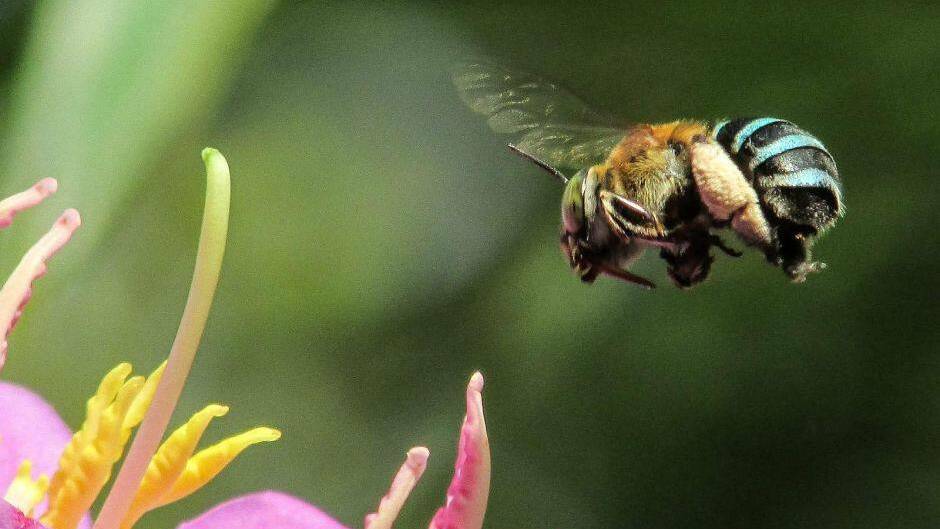 Get buzzing and check out The Pollinators at Empire Cinema