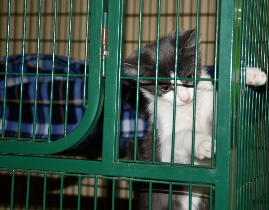 FURBABY: A kitten at Wingecarribee Animal Shelter. Photo: Hannah Neale