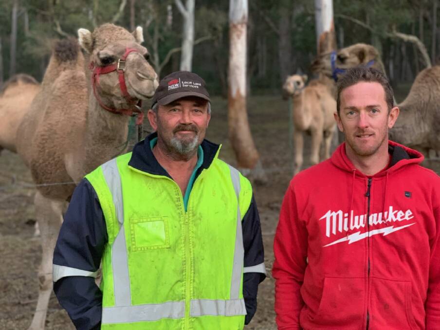 CONTROL: Ian Eggleton, known as Boots, and Matthew Simmons with some camels at Elouera Vale. Photo: supplied. 