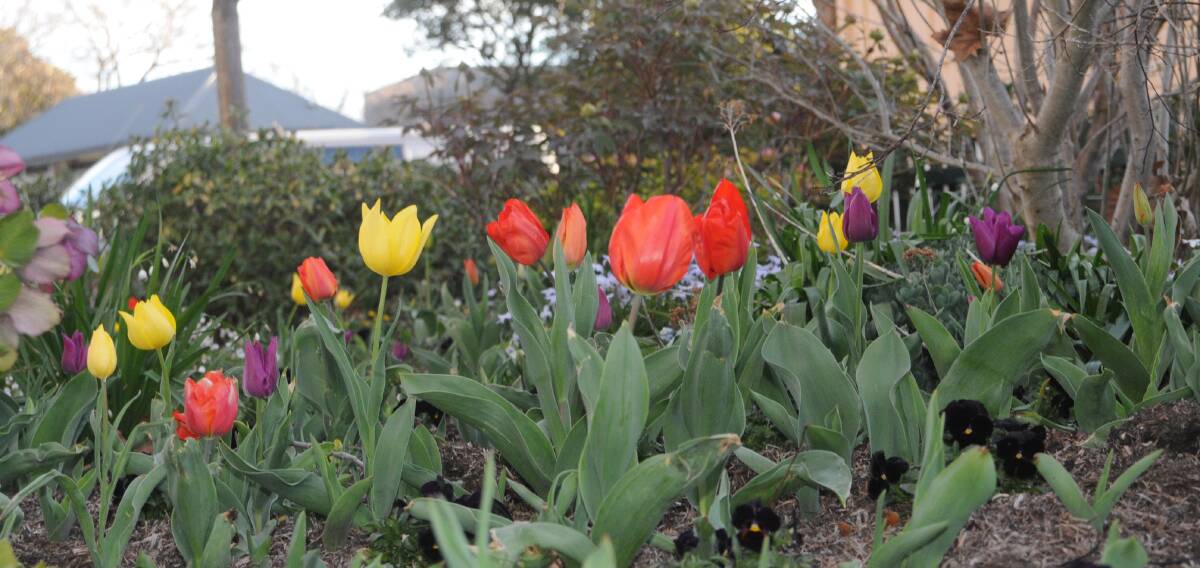 Free entry to Tulip Time