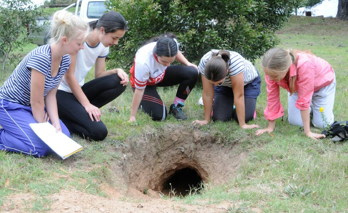 Frensham students Christina Richardson, Emma Witts, Mabel Gowland, Cordelia Bell and Heidi Montgomerytake a close up look at a wombat's burrow. Photo: Lauren Strode