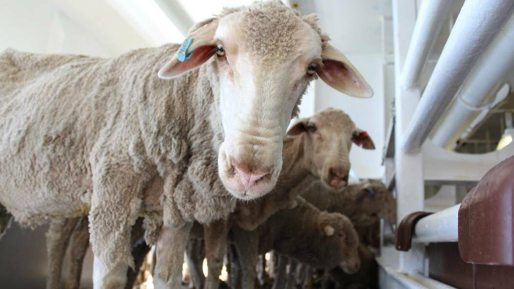 Sheep exporter to appeal licence decision