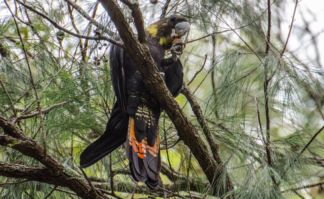 VULNERABLE SPECIES: A new project, Glossies in the Mist based in the Southern Highlands, aims to save the Glossy Black-Cockatoo. Photo: Wolter Peeters. 