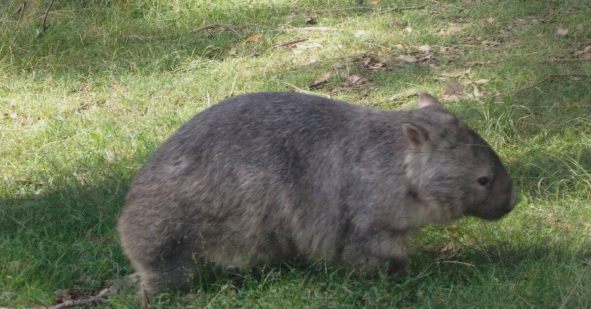 PROTECTING WILDLIFE: The death of a displaced wombat has prompted a reminder from wildlife rescue organisations.  Photo: Sheila Whyte. 