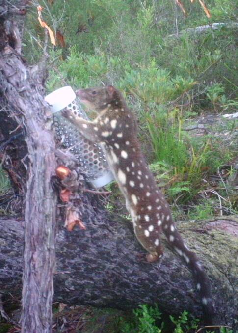 OUT AND ABOUT: A spotted-tailed quoll, mainland Australia's largest carnivorous marsupials, has been spotted in the region. Photo: Supplied