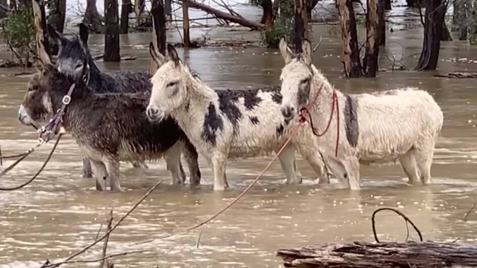 Four donkeys found themselves in a predicament on Monday morning. Photo: NSW SES Wingecarribee Unit