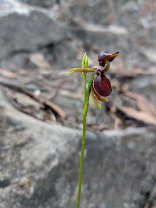 The rare Flying Duck Orchid (Caleana major) spotted in Morton National Park, Bundanoon. Photo: Supplied