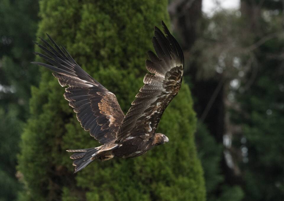 A wedge-tailed eagle has been spotted in Burradoo, around Chevalier College and the Briars Country Lodge and Inn. Photo: Angela Towndrow