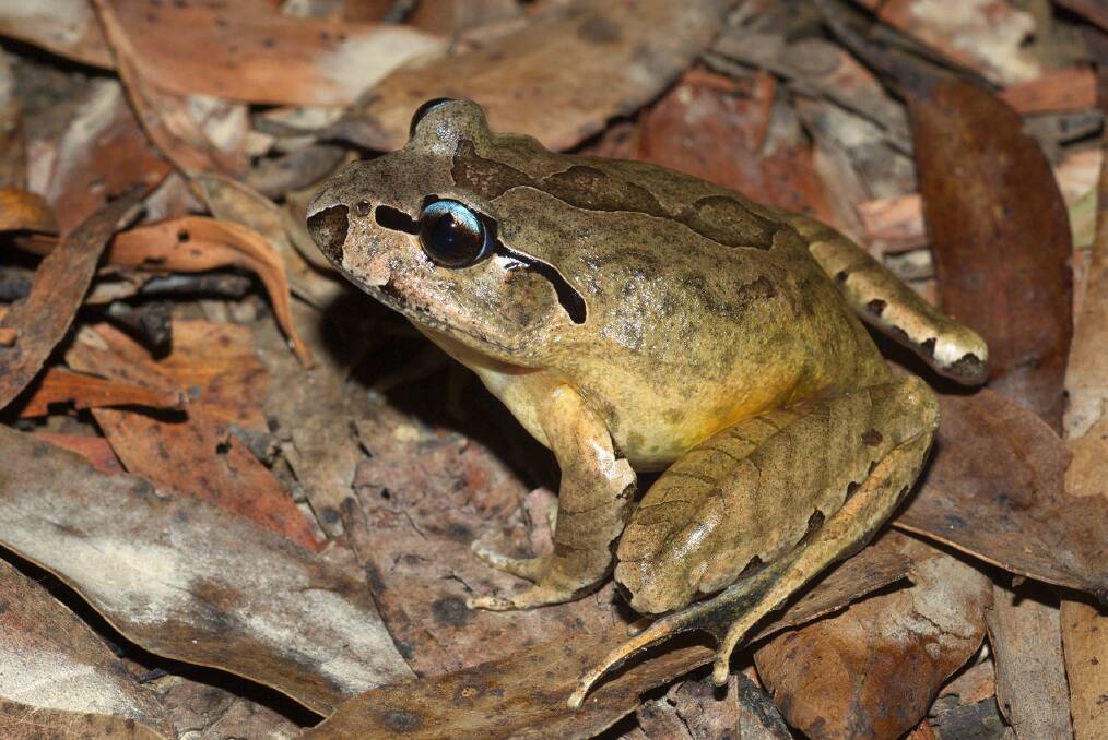 Southern Barred Frog (Mixophyes balbus). Photo: Supplied by Jodi Rowley