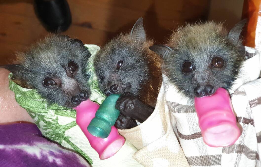AT RISK: Bushfires, drought and heat are killing some of the region's grey-headed flying fox babies. Photo: Shoalhaven Bat Clinic and Sanctuary