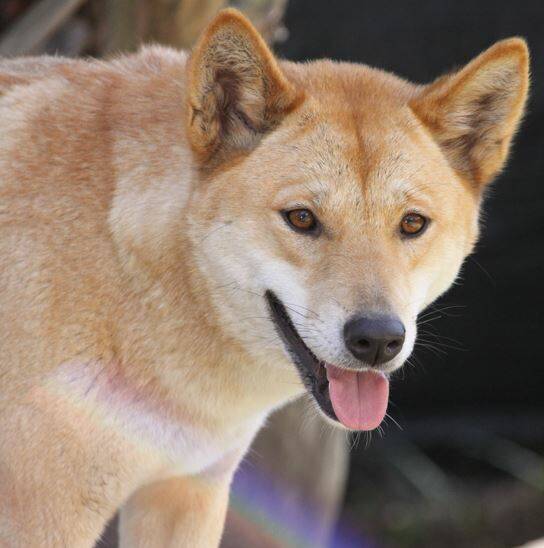 Rebuilding works will delay the re-opening of the Dingo Sanctuary Bargo for months. Photo: Bargo Dingo Sanctuary