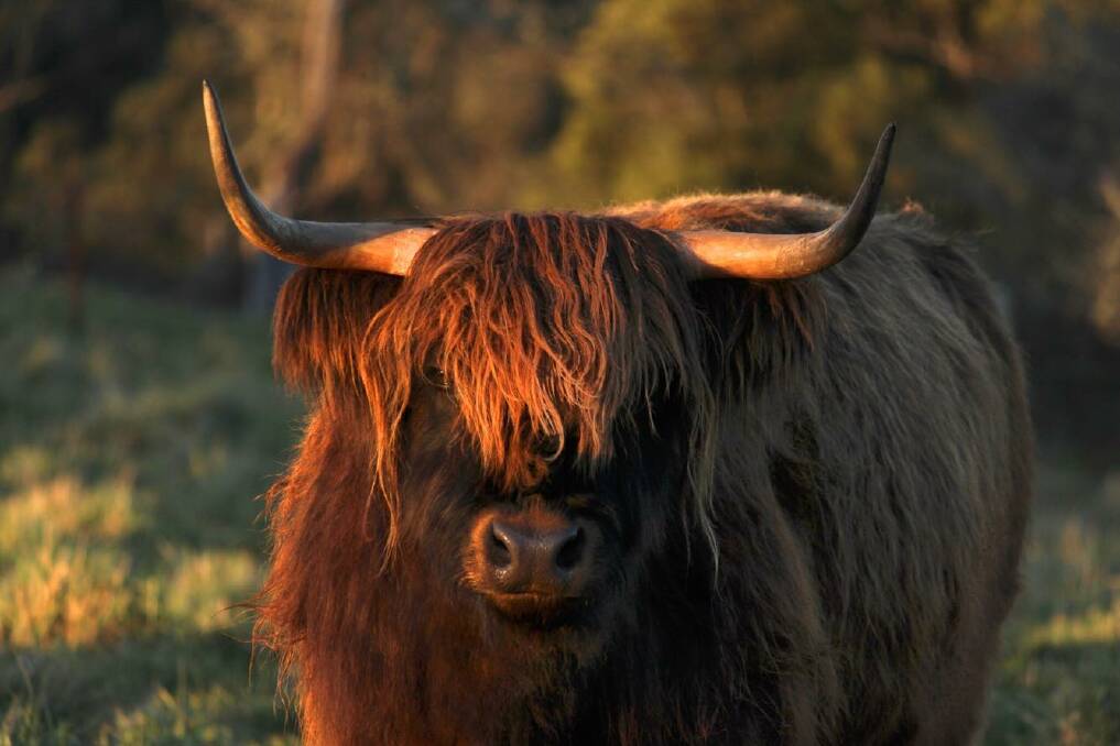 'COWANDERS' FOR SALE: Photographer Bodhi Todd has created a 2019 calendar to showcase photos of cows of the Southern Highlands. Photo: Bodhi Todd