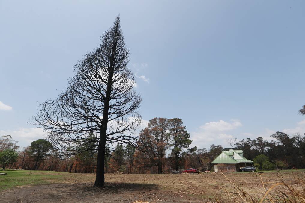 A burnt tree still stands in Balmoral. Photo: Robert Peet