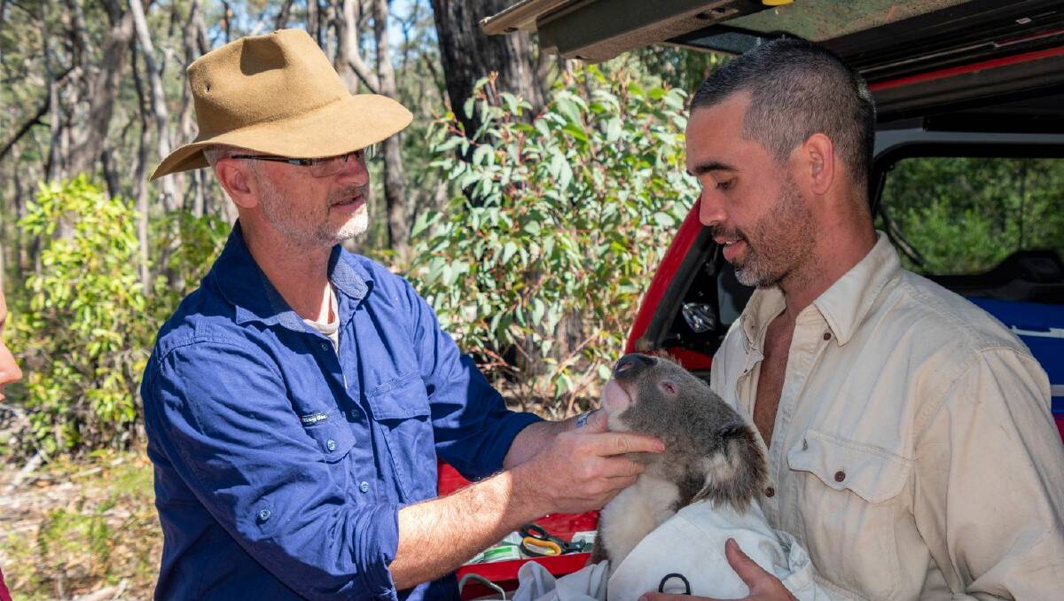 Council is working with the Department of Planning, Industry and Environment (DPIE) and the University of Sydney to find out about our koala population. Photo: Marie-Claire Demers