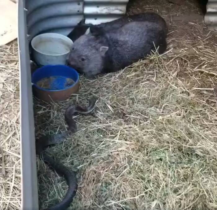 Orphaned wombats Lucky and Carrie were fast asleep when a snake approached them.