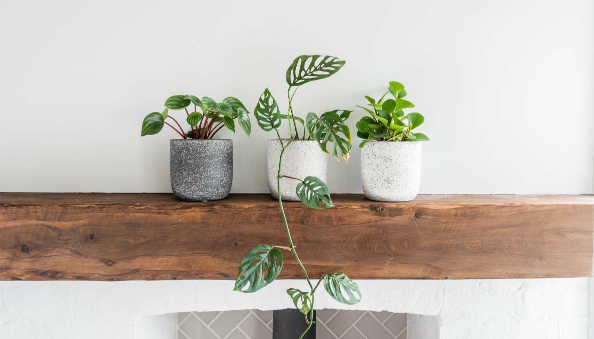 NO GREEN THUMB NECESSARY: Your indoor plant requires the right amount of water, fertiliser, light and a little bit of TLC. Photo: File