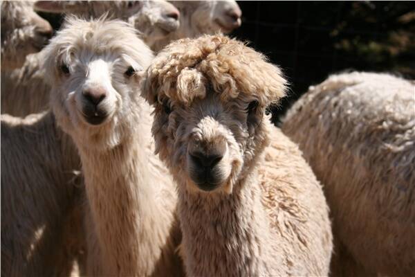 When you plan a date, alpacas aren’t usually the first thing that comes to mind. However Sutton business Alpaca Magic will make you re-think that!