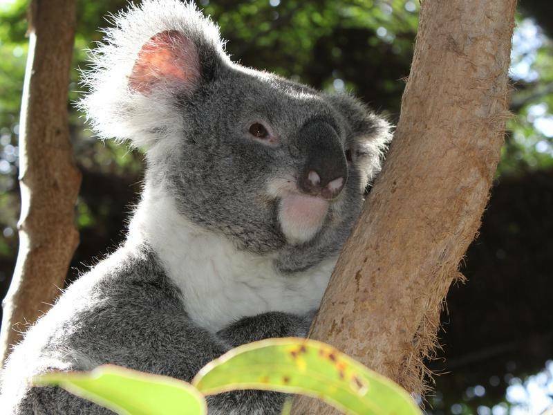 The NSW government is looking to buy "good quality" property inhabited by the native Australian marsupial so it can be managed and conserved by the National Parks and Wildlife Service.