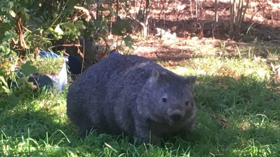 Wombatised carers have been concerned about a rise in mange among Southern Highlands wombats. Photo: Supplied