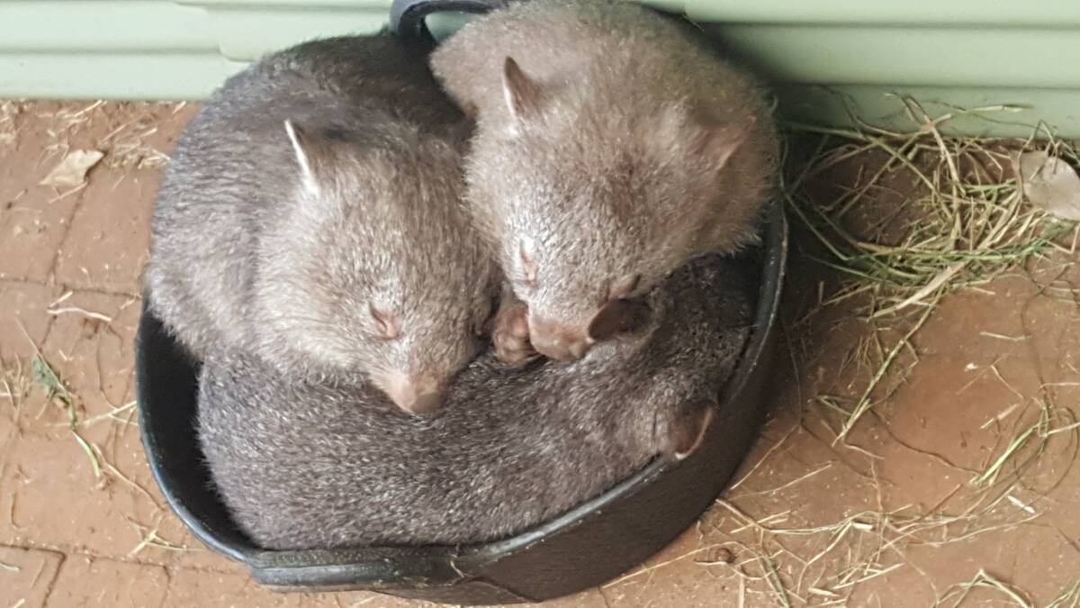 Three wombats asleep at Robertson's Native Wildlife Rescue. Photos: Supplied