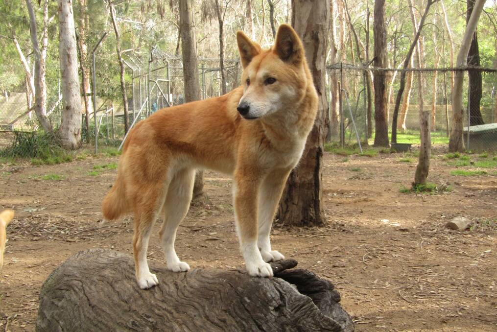 SURVIVAL INSTINCTS: Twelve dingoes sheltered inside and under their kennels, as the Green Wattle Creek fire moved destroyed their sanctuary. Photo: File