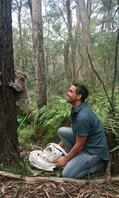 RELEASED: 'Tug' the koala has become the first rehabilitated koala to be released onto Tugalong Station. Photo: Supplied