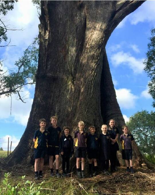 A Brown Barrel tree in Kangaloon has claimed the title of national champion. Photo: National Register of Big Trees