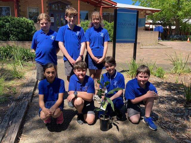 Colo Vale Public School students Tekoa, Nash, Hayden, Saria, Tyler, Levi and William with a Golden Wattle plant. Fellow students Ted and Angelica (not pictured) are also participating in the program.