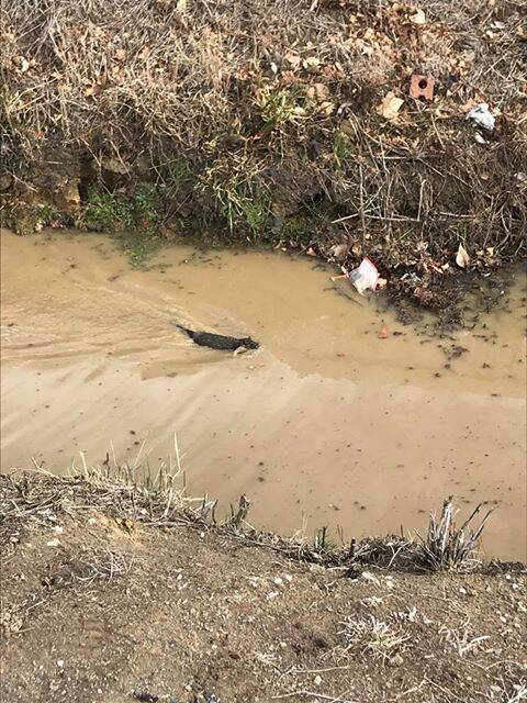 Carol Giovanetti spotted an animal with a fish in its mouth in the creek in Bowral Street.