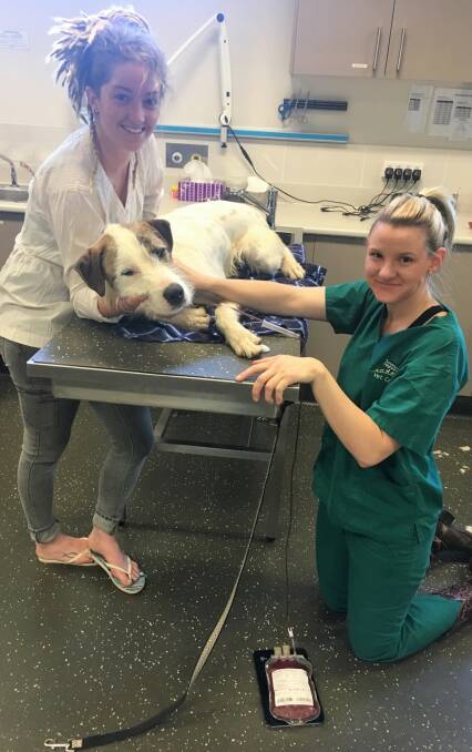 Brave boy: Southern Highlands Veterinary Centre vet nurse Zoe Schuthof cares for Bear while Dr Sarah Sutherland draws his blood. Photo: supplied