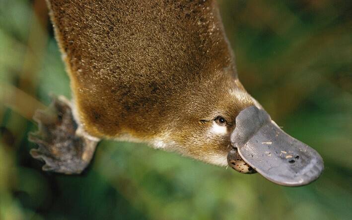 Discover platypus in the bush